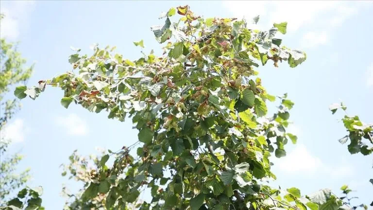 Fındık üreticilerine verilmekte olan doğrudan gelir desteği ödemelerinin 6 Mart