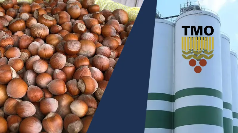 Toprak Mahsulleri Ofisi (TMO), kamuoyunda tartışma yaratan “piyasaya ucuza fındık