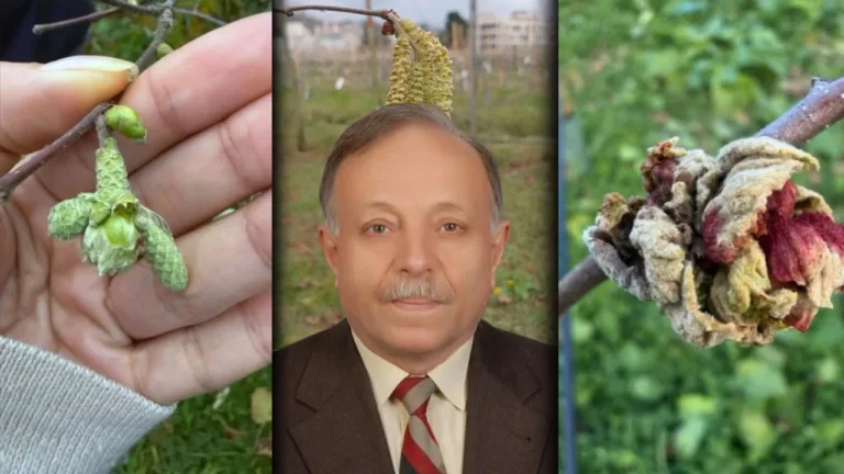 Tahmini fındık rekoltesi verilerinin Türkiye rekoltesi olarak kabul edilemeyeceğini söyleyen