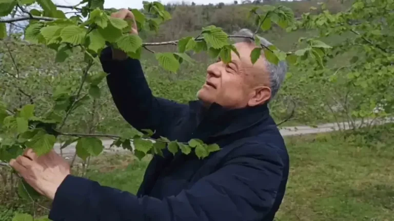 Giresun’da yeni sezon öncesi fındık bahçelerinde tablo üreticiyi umutlandırıyor. Zirai