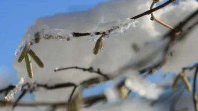 Doğu Karadeniz’de etkisini artırması beklenen soğuk hava nedeniyle zirai don