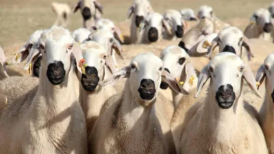 Giresun’da Kırsalda Bereket Küçükbaşa Destek Projesi için başvuru süreci 1