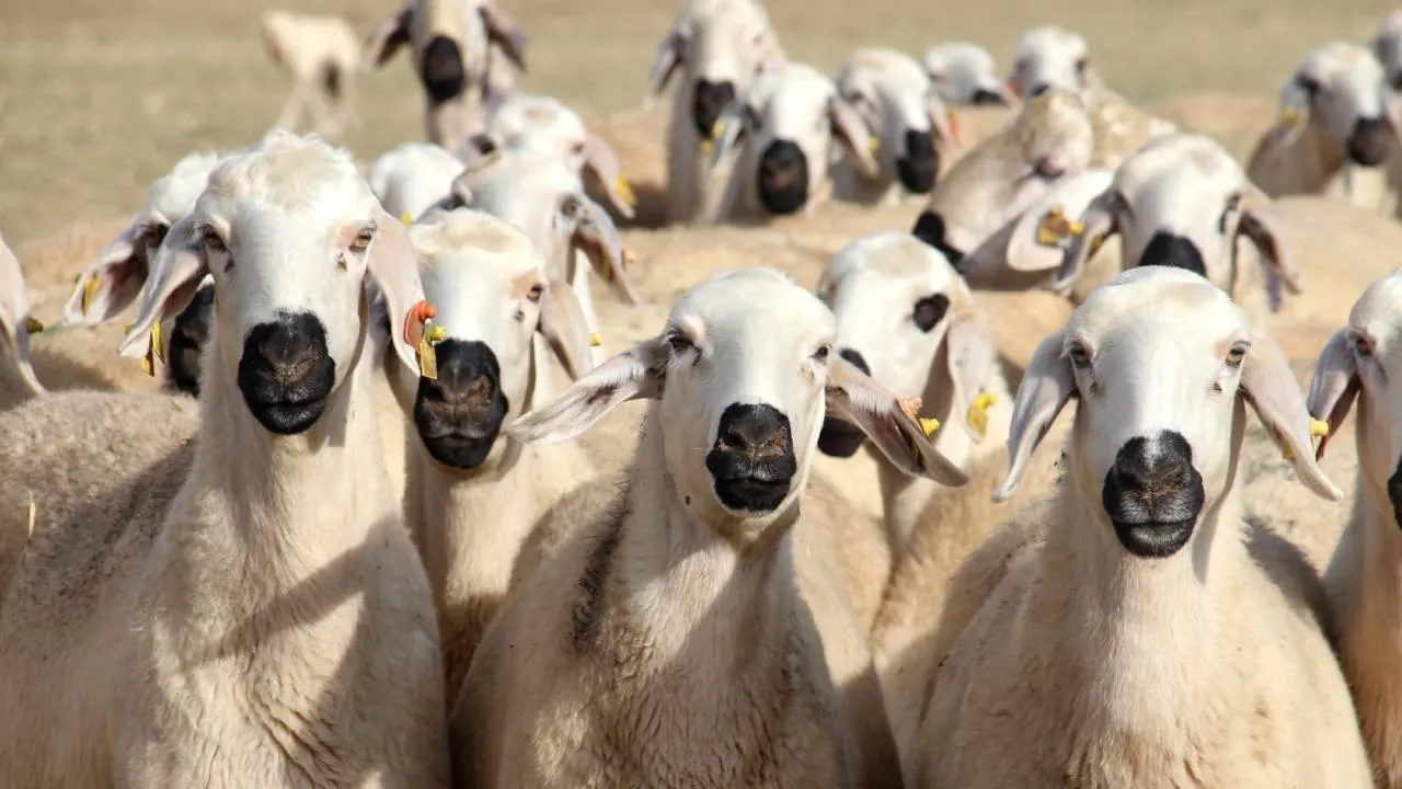 Giresun’da Kırsalda Bereket Küçükbaşa Destek Projesi için başvuru süreci 1