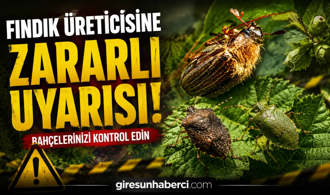 Giresun’da fındık zararlıları, hava sıcaklıklarının yükselmesiyle birlikte bahçelerde görülmeye başladı.