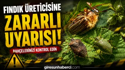 Giresun’da fındık zararlıları, hava sıcaklıklarının yükselmesiyle birlikte bahçelerde görülmeye başladı.