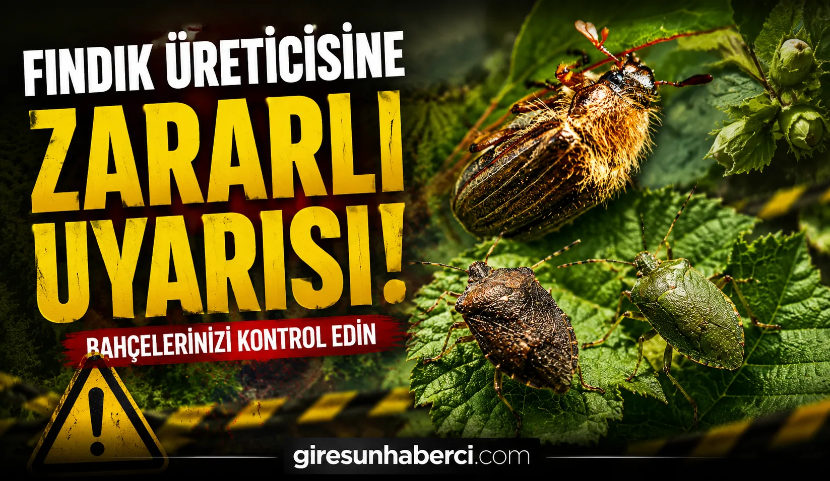 Giresun’da fındık zararlıları, hava sıcaklıklarının yükselmesiyle birlikte bahçelerde görülmeye başladı.