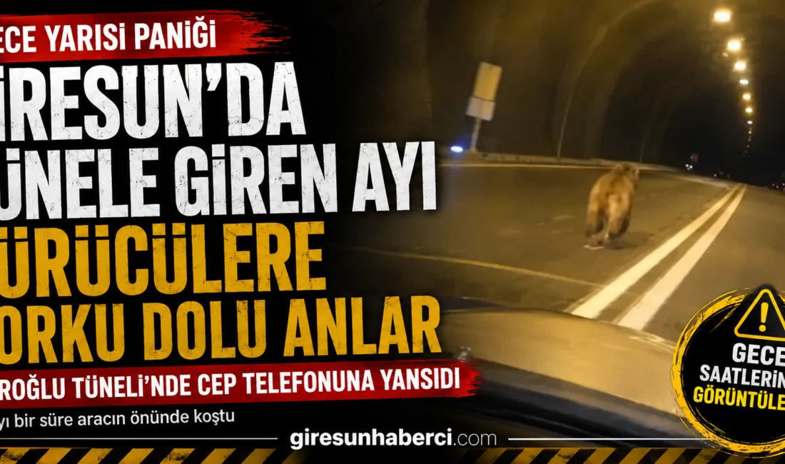 Giresun’da Duroğlu Tüneli’nde gece saatlerinde bir aracın önüne çıkan ayı,