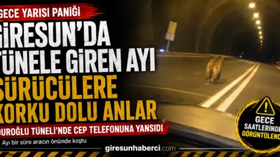 Giresun’da Duroğlu Tüneli’nde gece saatlerinde bir aracın önüne çıkan ayı,
