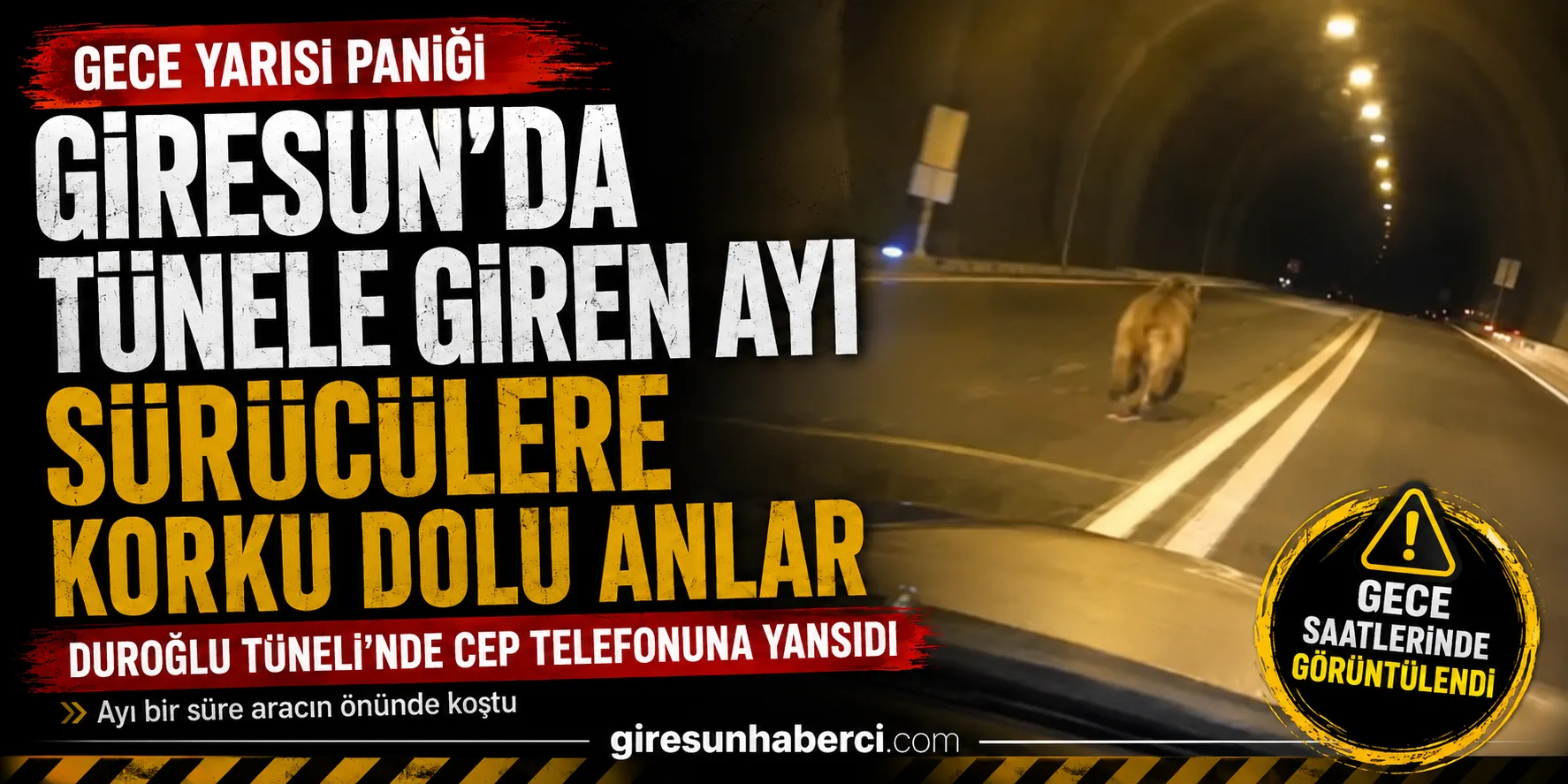 Giresun’da Duroğlu Tüneli’nde gece saatlerinde bir aracın önüne çıkan ayı,