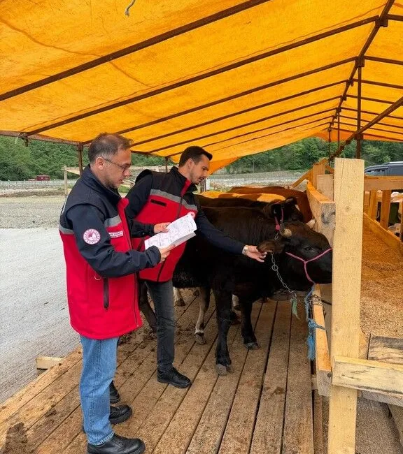 Giresun’da Kurban Bayramı öncesi kurbanlık denetimi artırıldı. İl Tarım ve