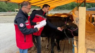 Giresun’da Kurban Bayramı öncesi kurbanlık denetimi artırıldı. İl Tarım ve