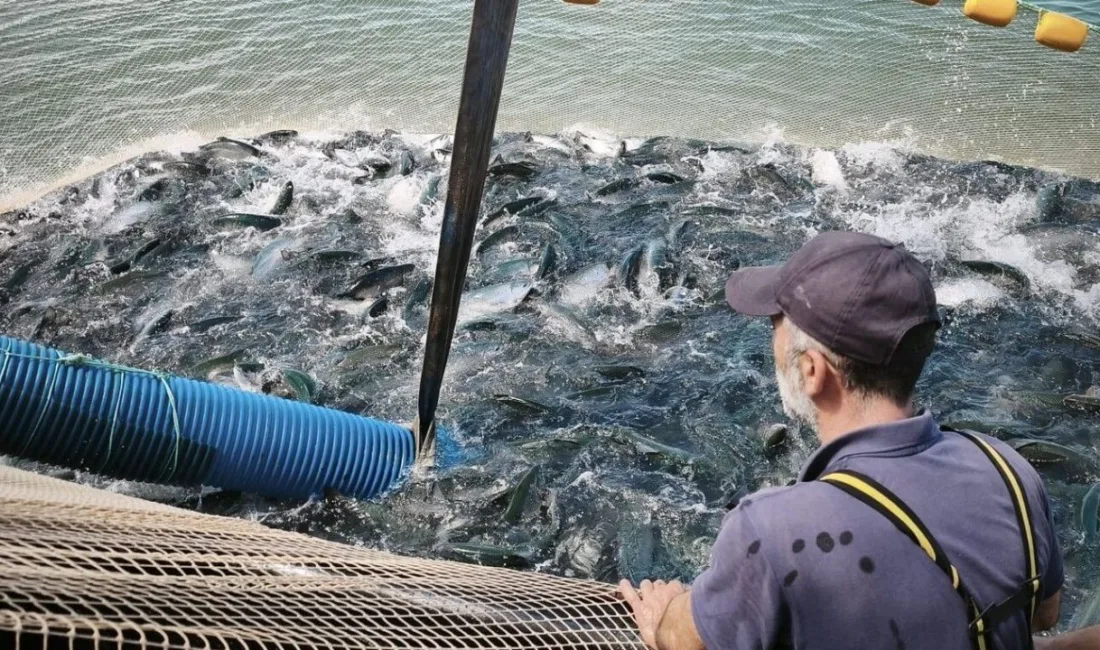 Giresun Türk Somonunda Büyüyor, 7 Tesisten Dünya Sofralarına İhracat Yapılıyor Giresun’da Türk somonu üretimi, denizde kurulu 7 yetiştiricilik tesisinde yıllık