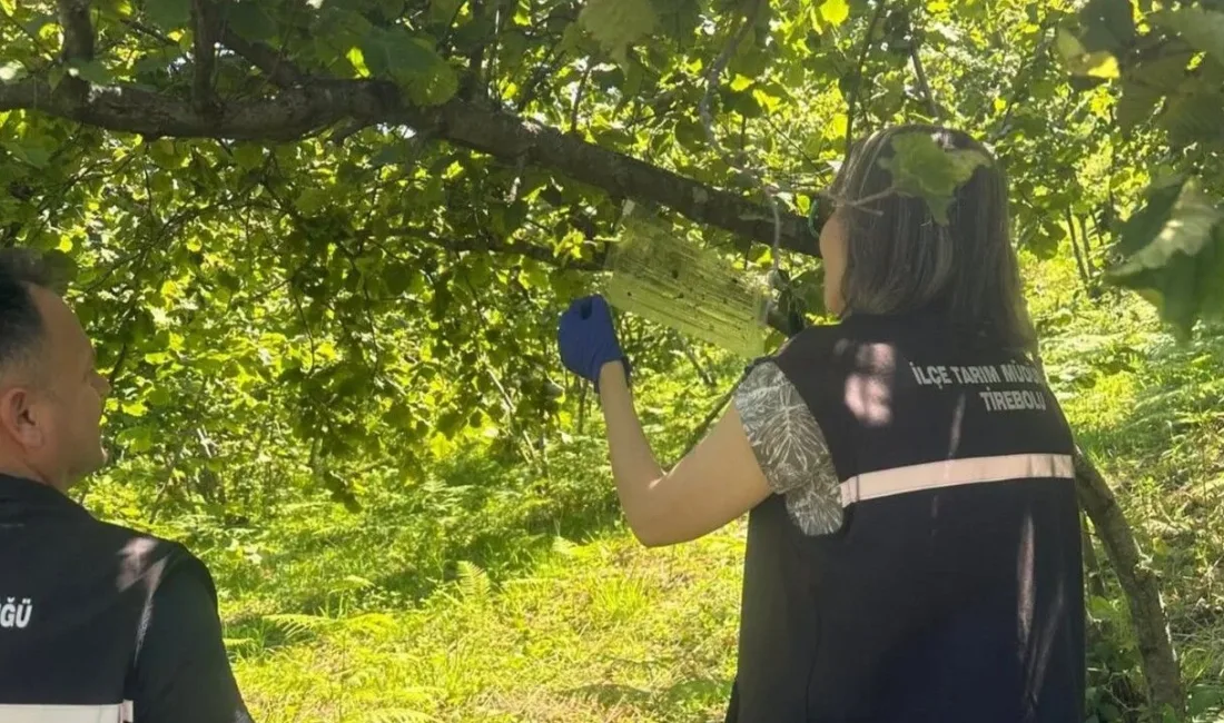 Fındıkta Kahverengi Kokarca Takibi: Bahçelere Feromonlu Tuzak Kuruldu Giresun’da fındık üretimini tehdit eden kahverengi kokarca zararlısına karşı sahadaki