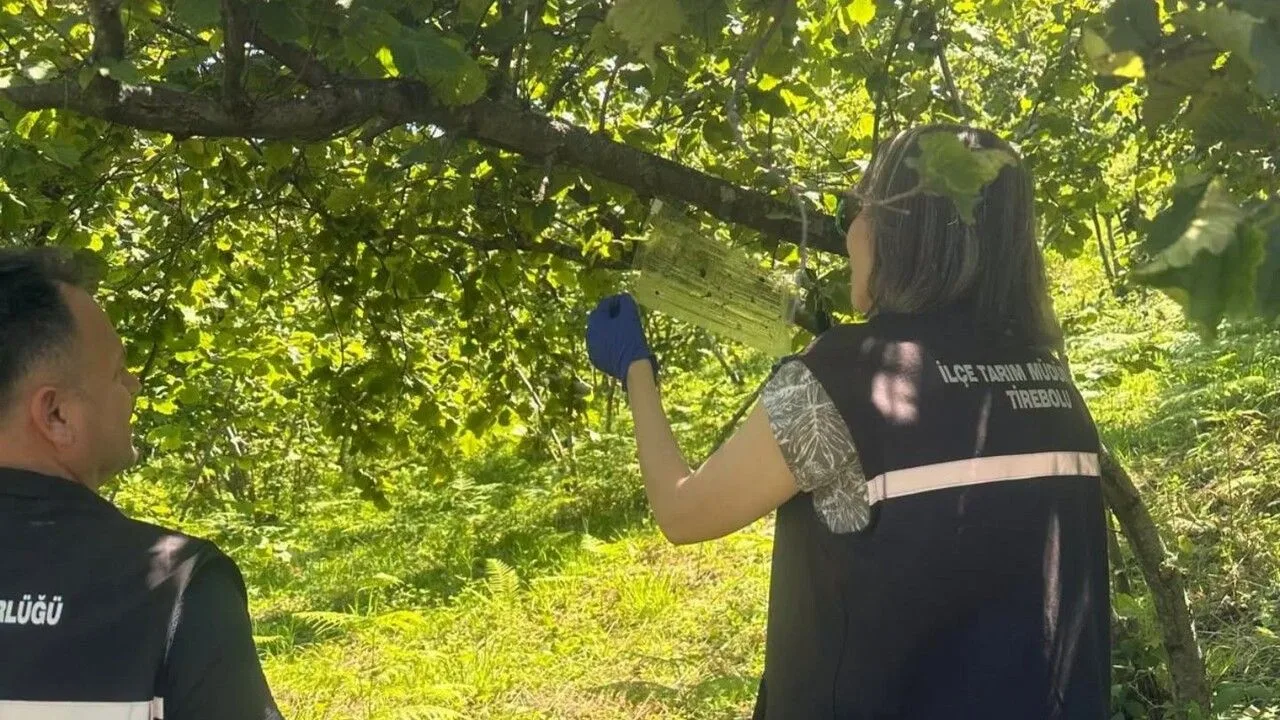 Fındıkta Kahverengi Kokarca Takibi: Bahçelere Feromonlu Tuzak Kuruldu