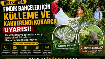 Giresun İl Tarım ve Orman Müdürlüğü, fındık bahçelerinde külleme hastalığının