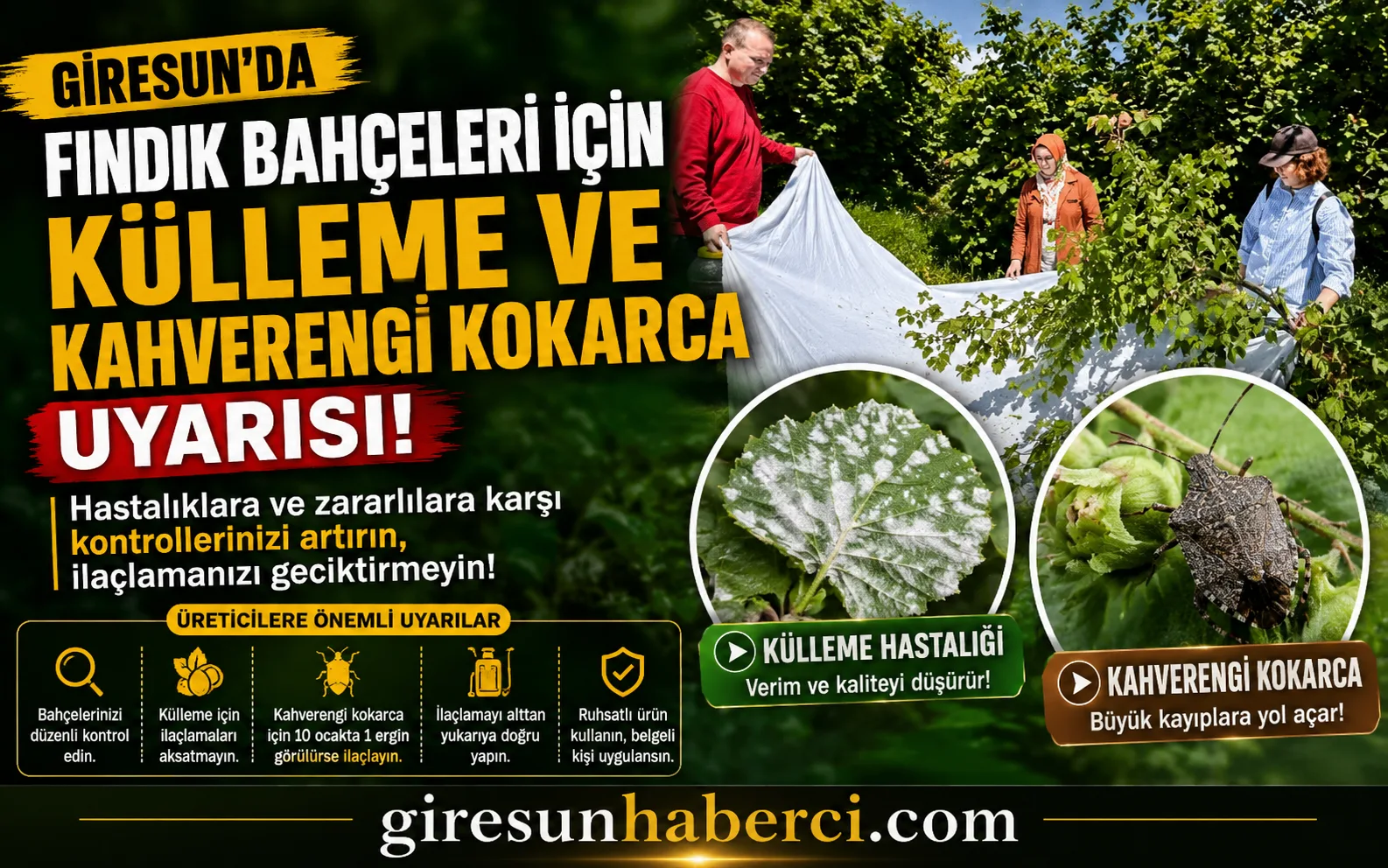 Giresun İl Tarım ve Orman Müdürlüğü, fındık bahçelerinde külleme hastalığının