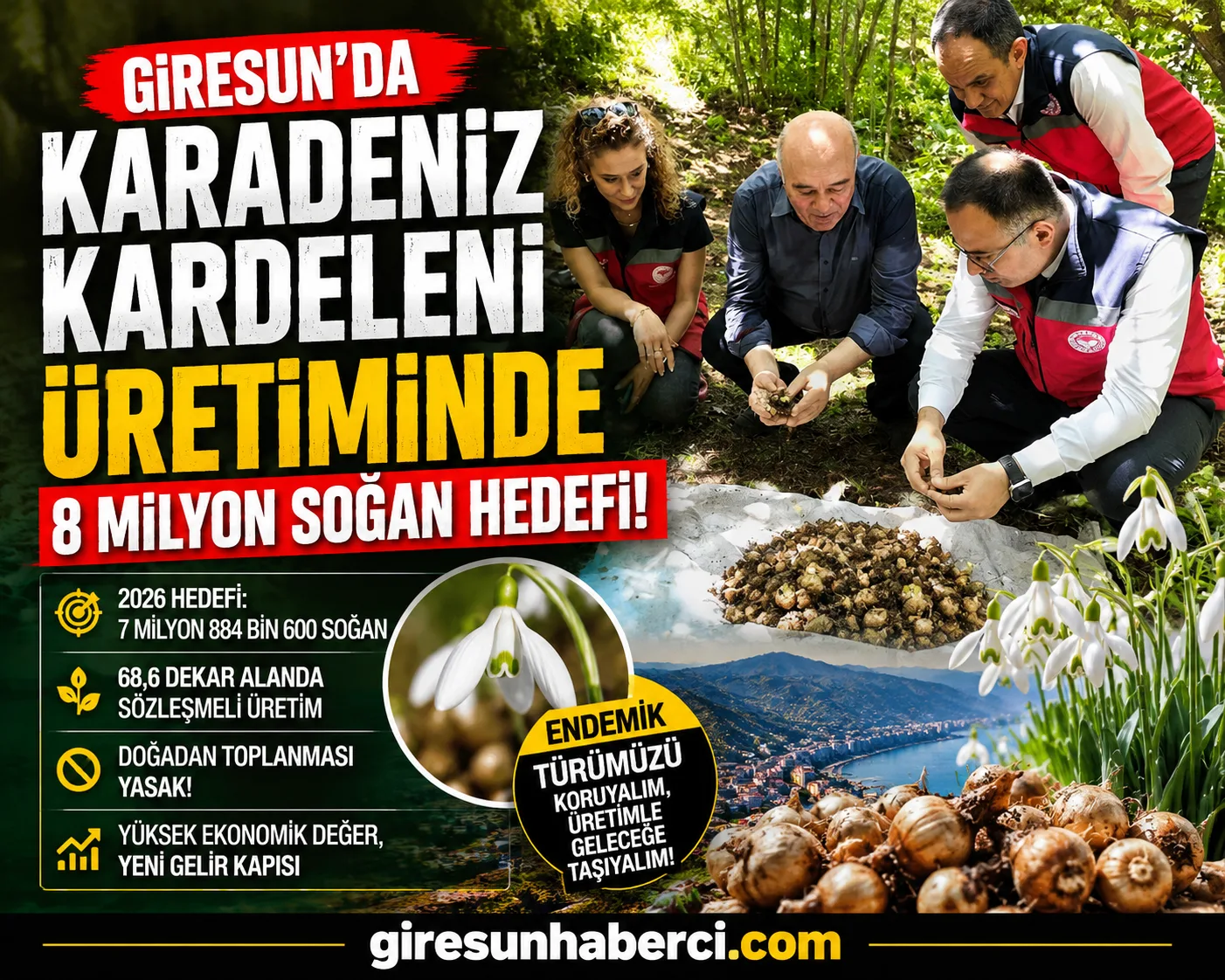 Giresun’da yüksek ekonomik değere sahip Karadeniz Kardeleni üretimi için 2026