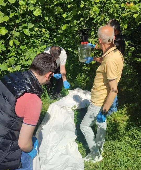 Giresun’da fındık bahçelerini tehdit eden kahverengi kokarcaya karşı biyolojik mücadele