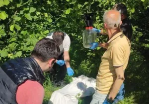 Giresun’da fındık bahçelerini tehdit eden kahverengi kokarcaya karşı biyolojik mücadele