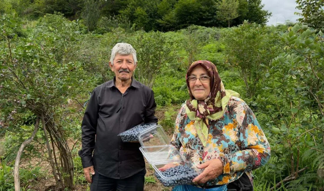Giresun’da fındığa alternatif gelir kaynağı olarak yaygınlaşan maviyemiş üretiminde hasat