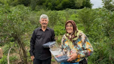 Giresun’da fındığa alternatif gelir kaynağı olarak yaygınlaşan maviyemiş üretiminde hasat