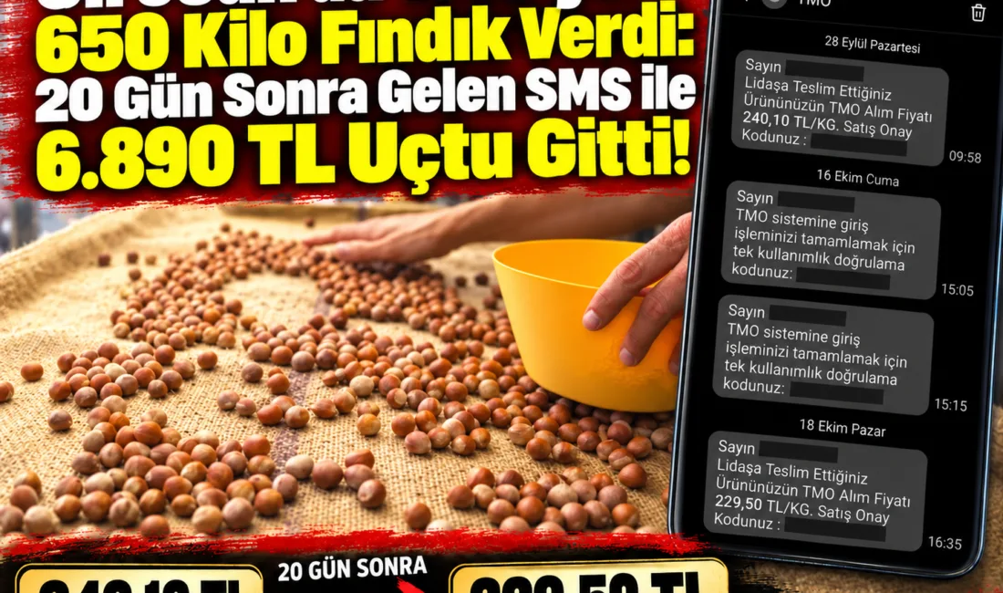 Giresun’da TMO’ya 650 Kilo Fındık Verdi: 20 Gün Sonra Gelen SMS ile 6.890 TL Uçtu Gitti! Toprak Mahsulleri Ofisi'ne (TMO) 650 kilogram fındık teslim eden üreticinin